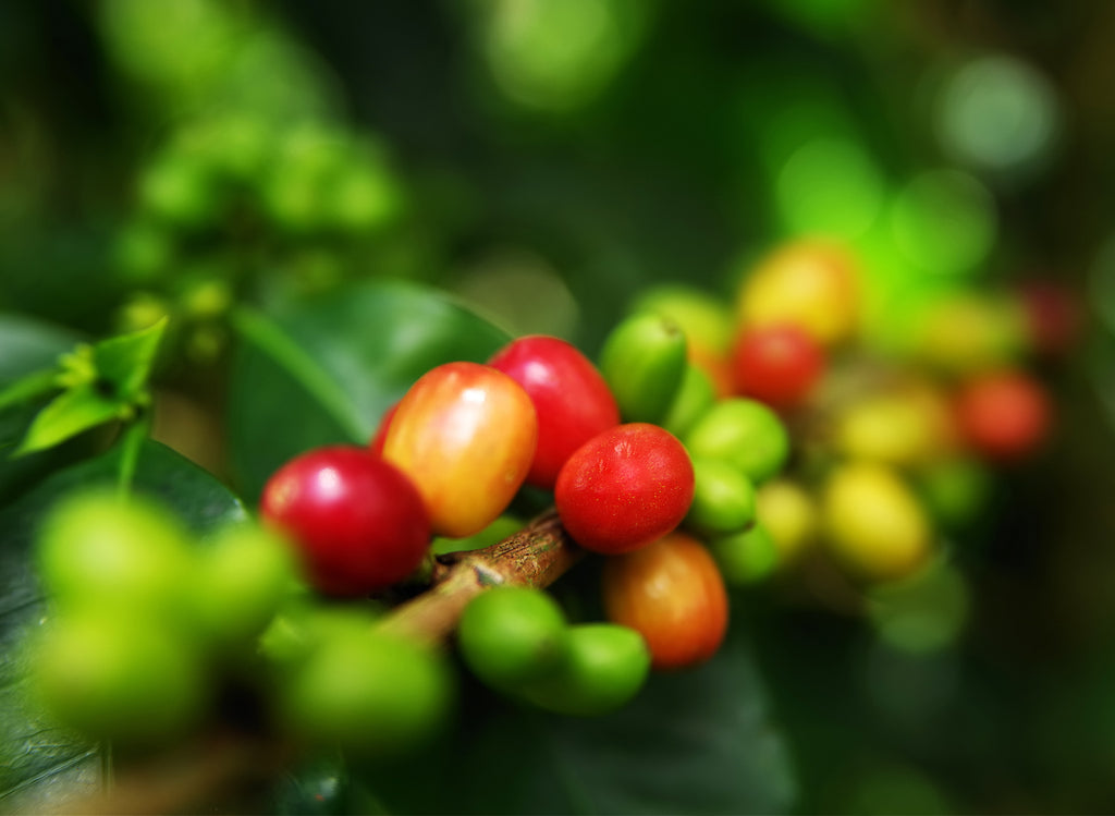 A Leap Forward: Frog Friendly Coffee’s Transformative Year of 2023